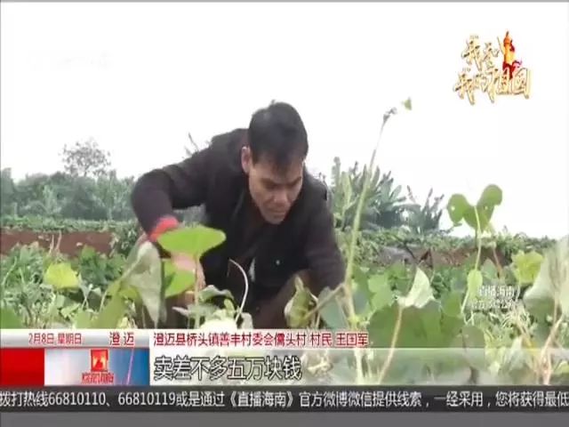 种富硒地瓜苗哪里有卖（富硒地瓜种植技术视频教程）-硒宝网