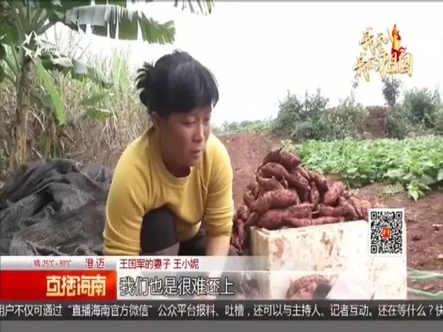 种富硒地瓜苗哪里有卖（富硒地瓜种植技术视频教程）-硒宝网