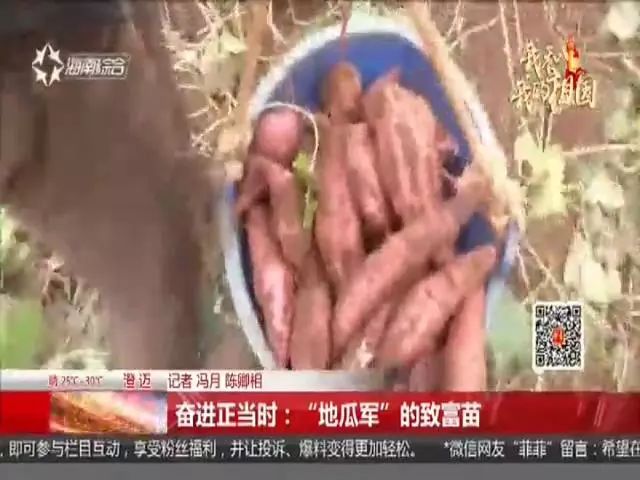 种富硒地瓜苗哪里有卖（富硒地瓜种植技术视频教程）-硒宝网