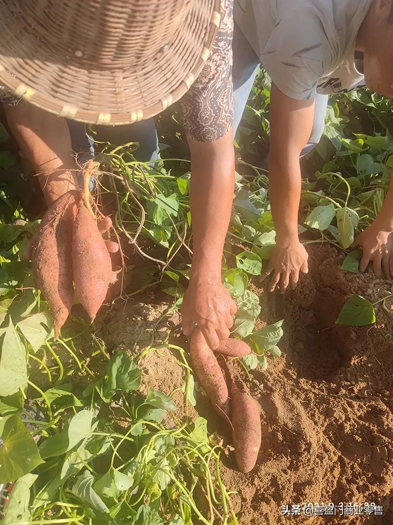 富硒地瓜粉怎么做好吃（地瓜粉的作用和用法）-硒宝网