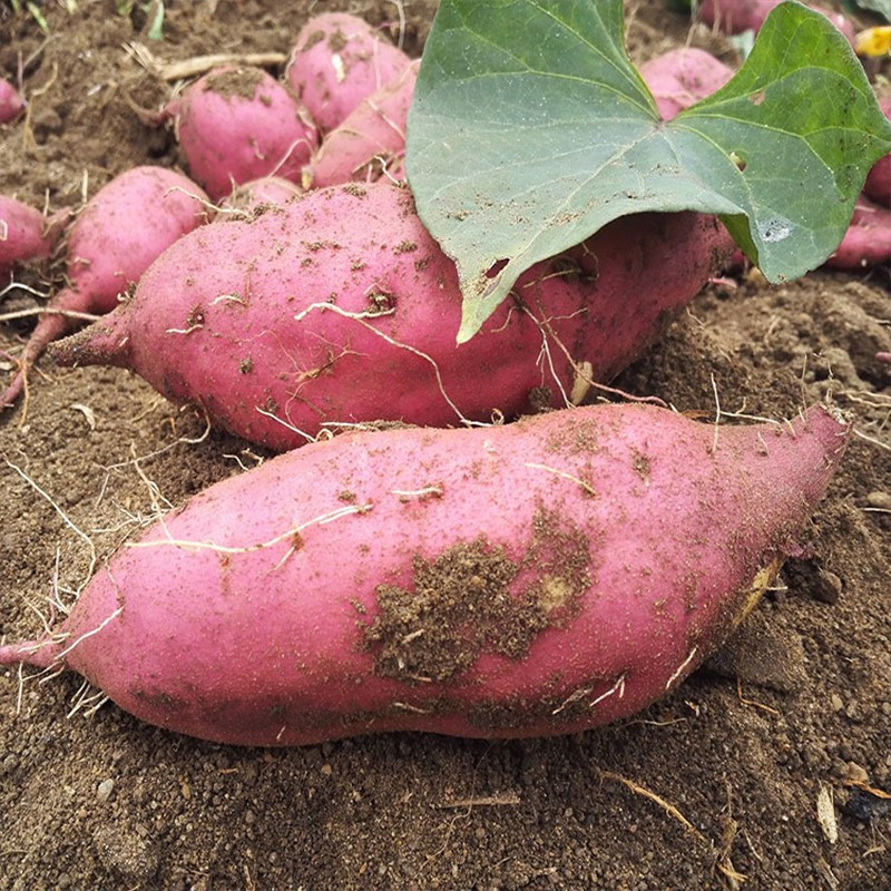 富硒地瓜和蜜薯哪个好(蜜薯地瓜富硒好吃吗)-硒宝网