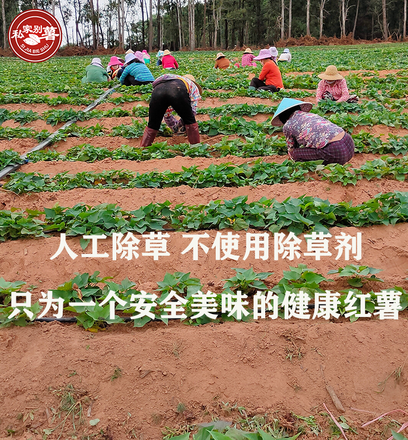 富硒地瓜蒸烂了怎么办（富硒地瓜有毒吗）-硒宝网