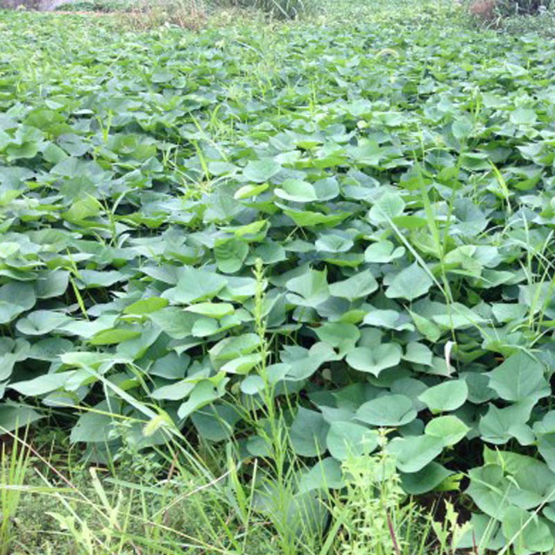 三亚桥头富硒地瓜位置（海南桥头地瓜营养价值）-硒宝网