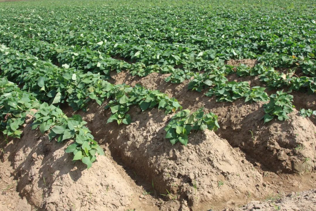 富硒地瓜都甜没有筋吗（富硒地瓜真的含硒吗）-硒宝网