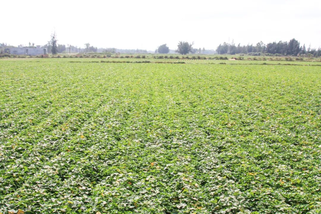 富硒地瓜都甜没有筋吗（富硒地瓜真的含硒吗）-硒宝网