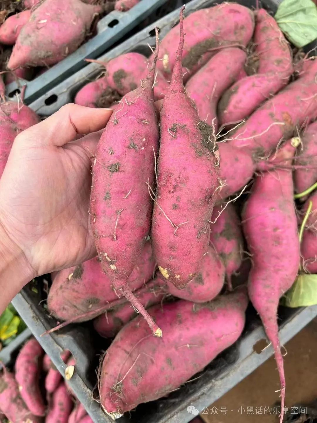 富硒地瓜都甜没有筋吗(甜地瓜富硒没有什么作用)-硒宝网