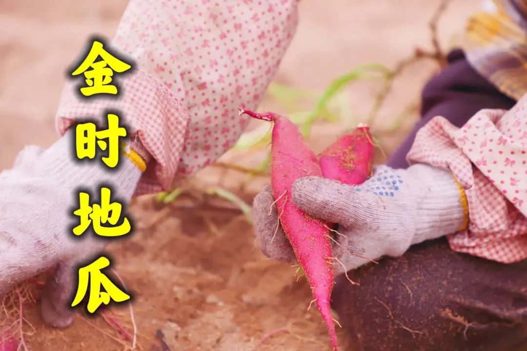 富硒地瓜都甜没有筋吗(甜地瓜富硒没有什么作用)-硒宝网