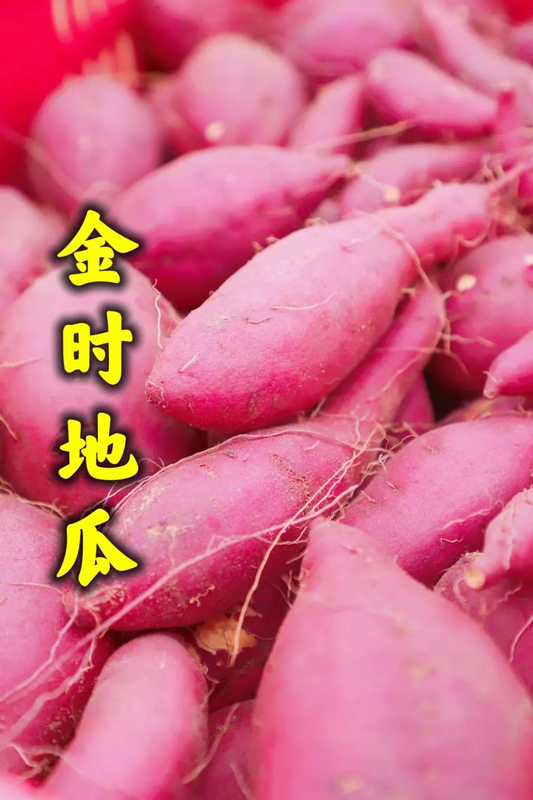 富硒地瓜都甜没有筋吗(甜地瓜富硒没有什么作用)-硒宝网