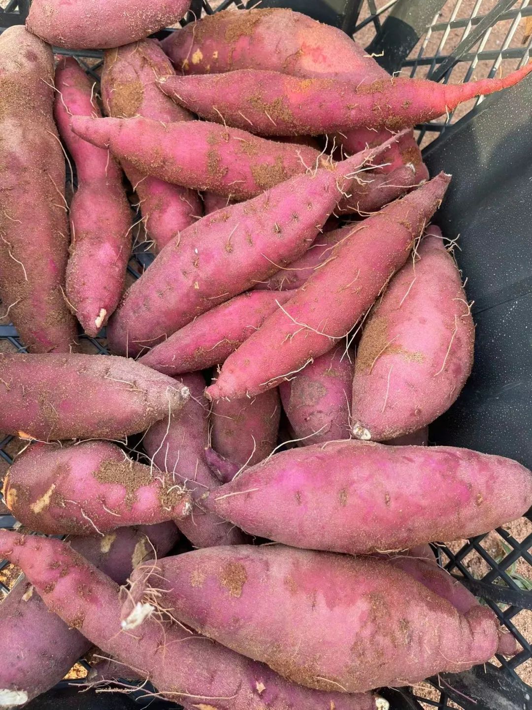 富硒地瓜都甜没有筋吗(甜地瓜富硒没有什么作用)-硒宝网