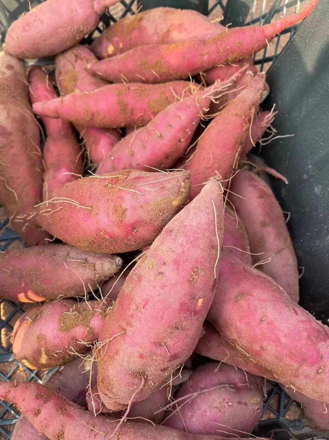 富硒地瓜都甜没有筋吗(甜地瓜富硒没有什么作用)-硒宝网