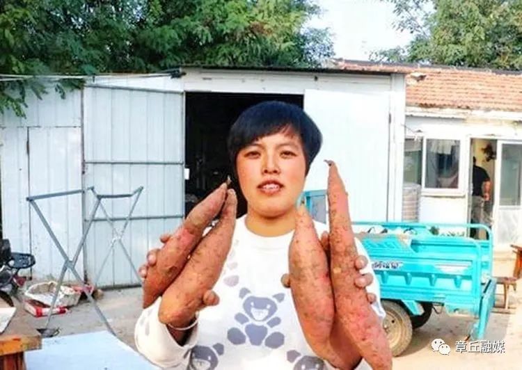 富硒地瓜跟烟薯哪个好(烟薯和地瓜营养有什么区别)-硒宝网