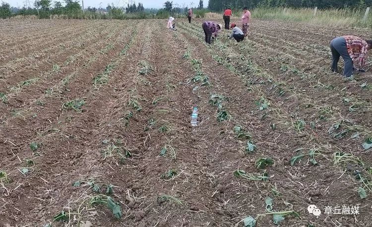 富硒地瓜跟烟薯哪个好(烟薯和地瓜营养有什么区别)-硒宝网