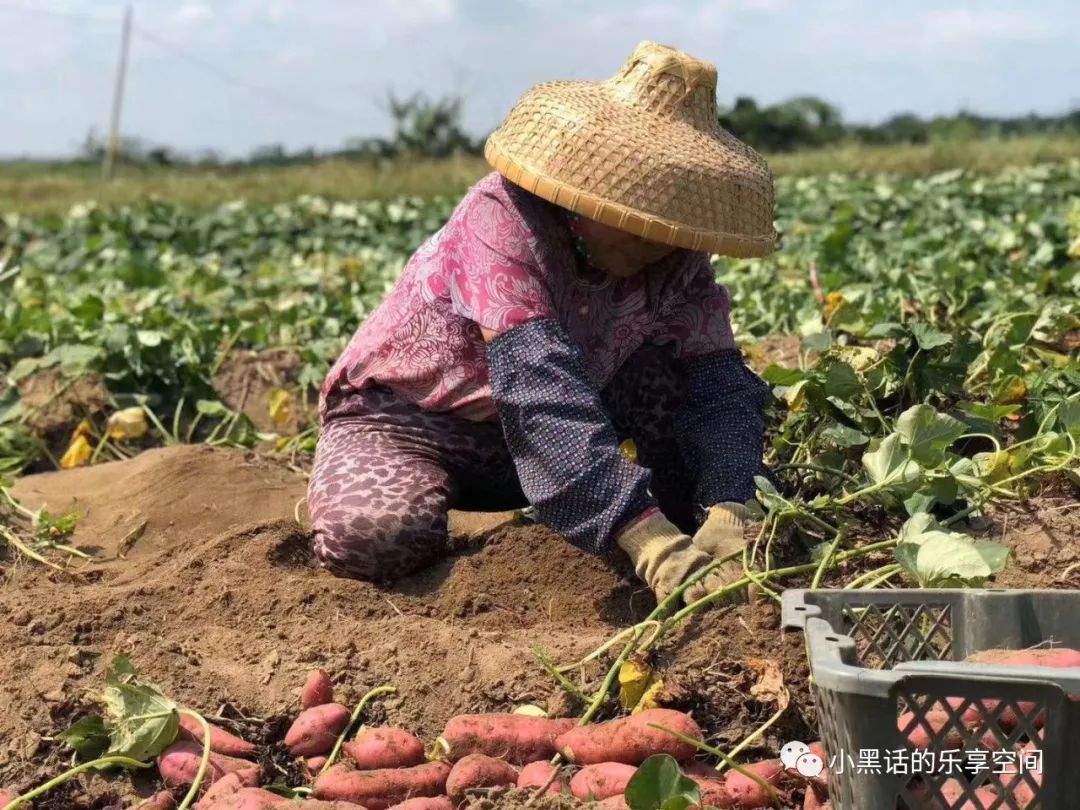 海南富硒地瓜顺丰包邮（海南地瓜价格）-硒宝网