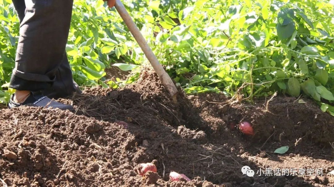 海南富硒地瓜顺丰包邮（海南地瓜价格）-硒宝网
