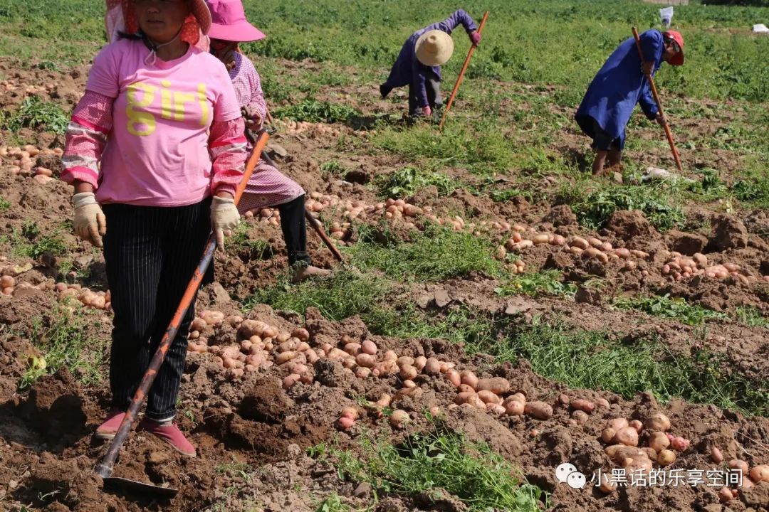 海南富硒地瓜顺丰包邮（海南地瓜价格）-硒宝网