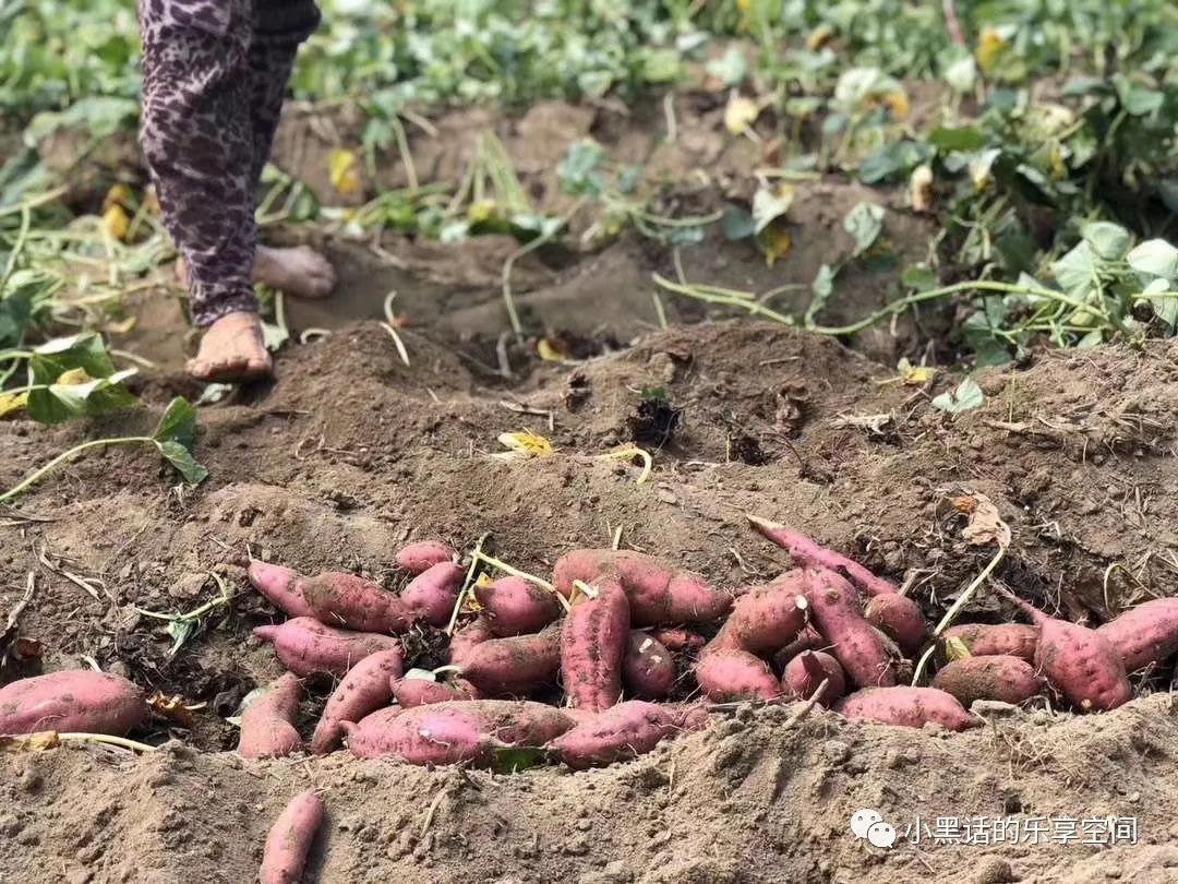 海南富硒地瓜顺丰包邮（海南地瓜价格）-硒宝网