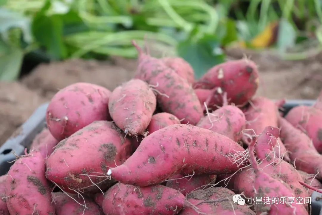 海南富硒地瓜顺丰包邮（海南地瓜价格）-硒宝网