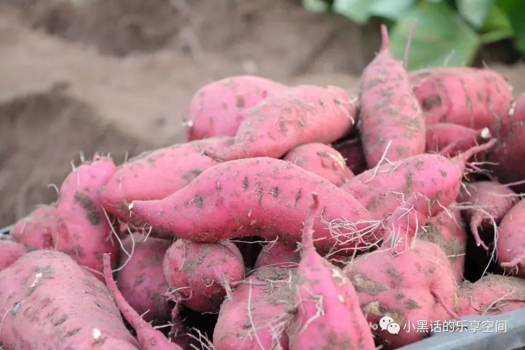 海南富硒地瓜顺丰包邮（海南地瓜价格）-硒宝网