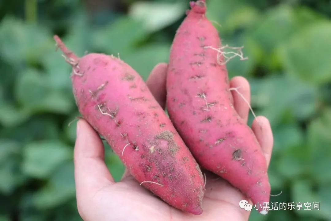 海南富硒地瓜顺丰包邮（海南地瓜价格）-硒宝网