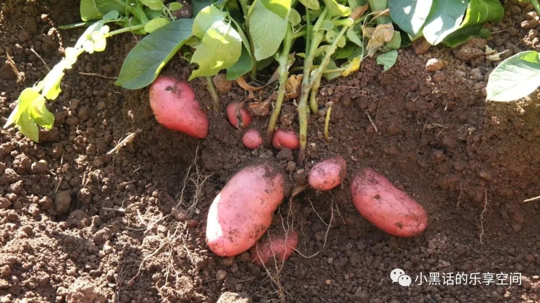 海南富硒地瓜顺丰包邮（海南地瓜价格）-硒宝网