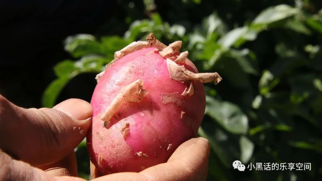 海南富硒地瓜顺丰包邮（海南地瓜价格）-硒宝网