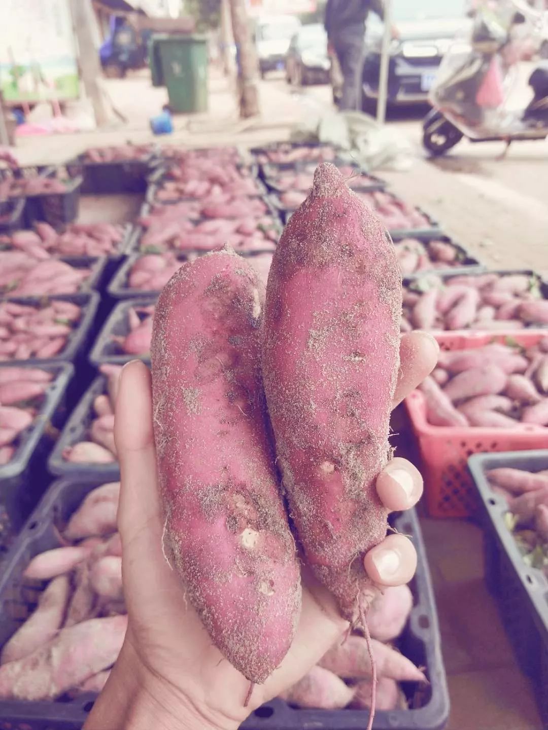 海南富硒地瓜顺丰包邮(海南富硒地瓜怎么那么贵)-硒宝网