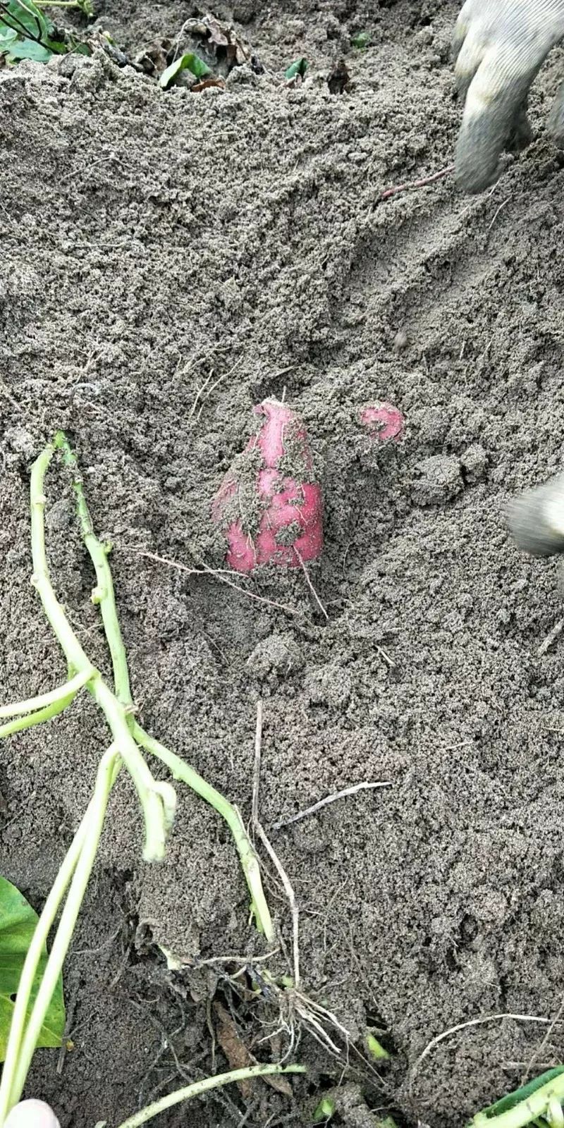 海南富硒地瓜顺丰包邮(海南富硒地瓜怎么那么贵)-硒宝网