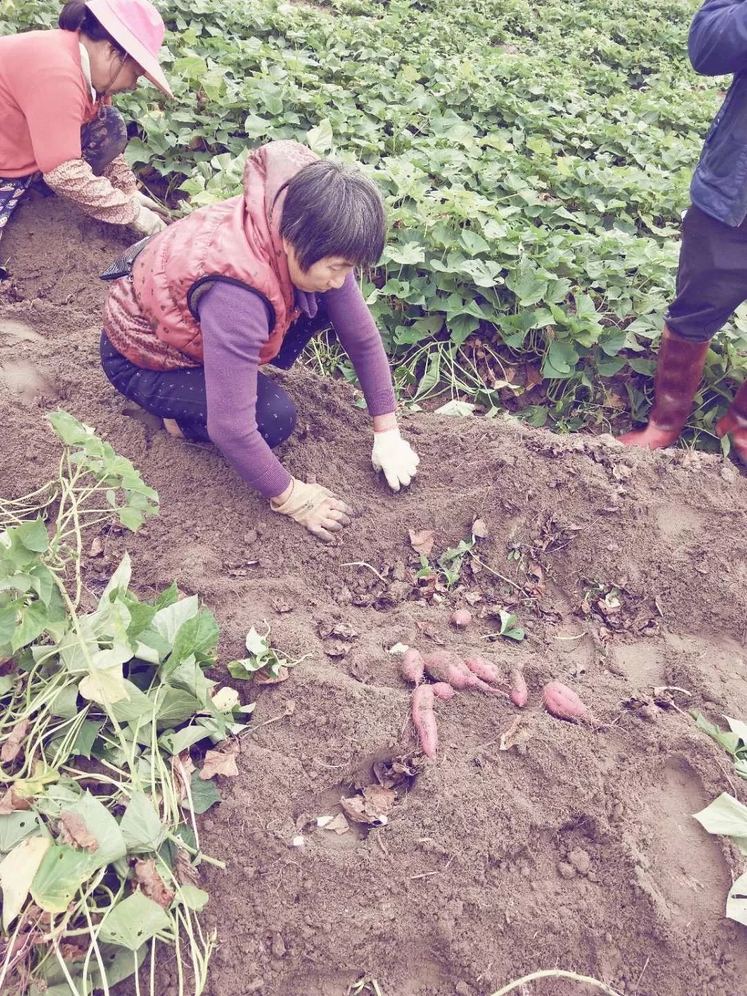 海南富硒地瓜顺丰包邮(海南富硒地瓜怎么那么贵)-硒宝网
