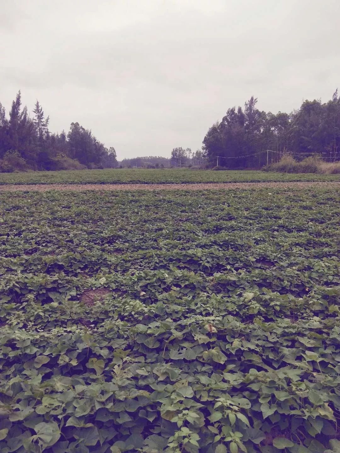 海南富硒地瓜顺丰包邮(海南富硒地瓜怎么那么贵)-硒宝网
