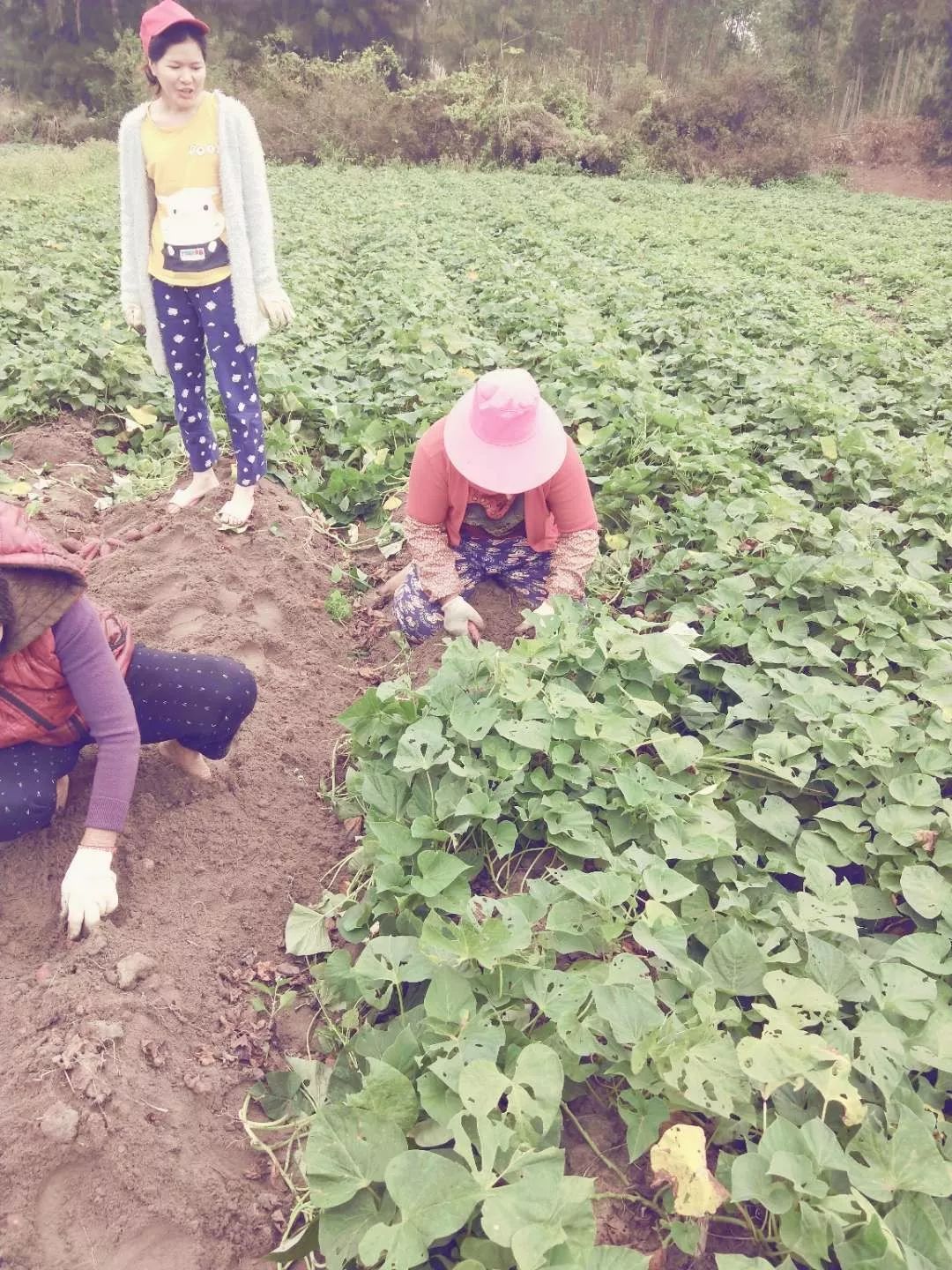 海南富硒地瓜顺丰包邮(海南富硒地瓜怎么那么贵)-硒宝网