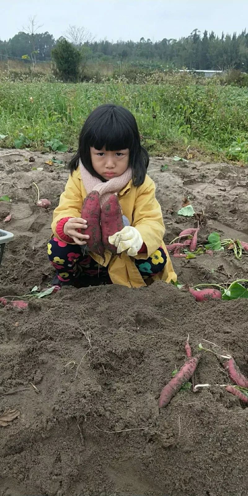 海南富硒地瓜顺丰包邮(海南富硒地瓜怎么那么贵)-硒宝网