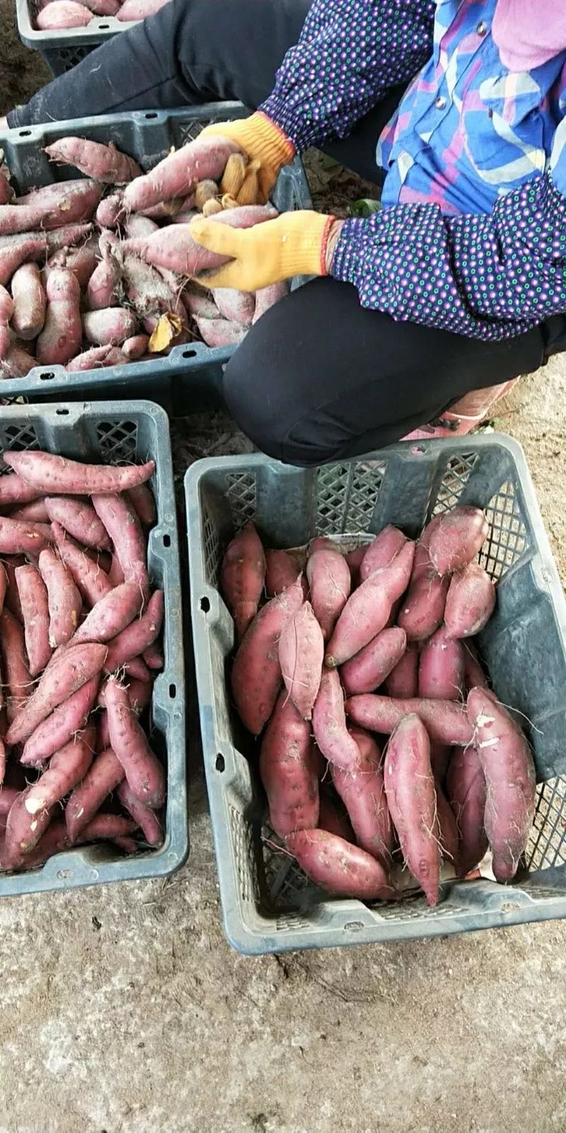 海南富硒地瓜顺丰包邮(海南富硒地瓜怎么那么贵)-硒宝网