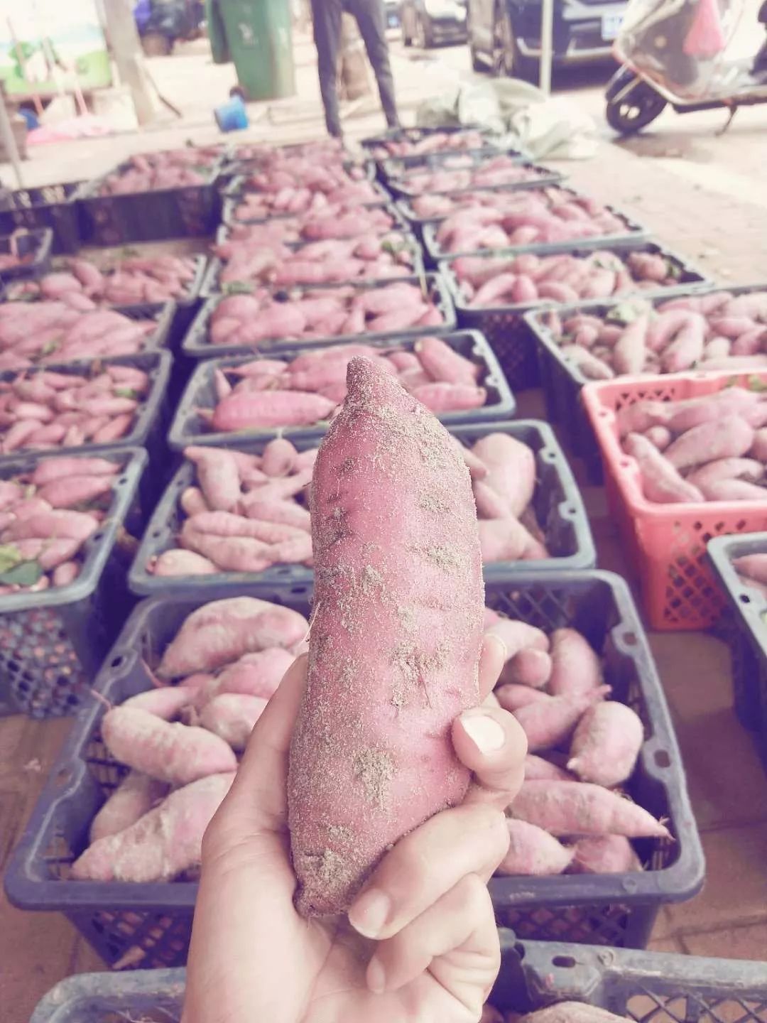 海南富硒地瓜顺丰包邮(海南富硒地瓜怎么那么贵)-硒宝网