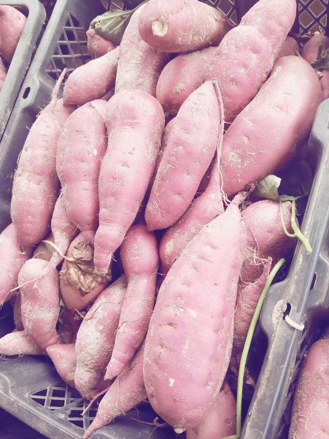 海南富硒地瓜顺丰包邮(海南富硒地瓜怎么那么贵)-硒宝网