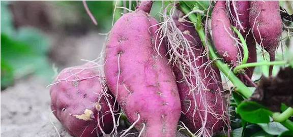 富硒的地瓜是什么样的(富硒地瓜好吃吗)-硒宝网
