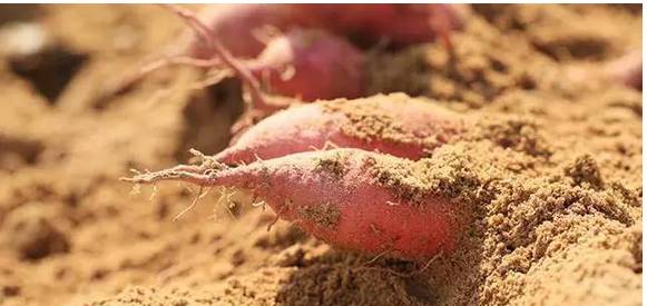 富硒的地瓜是什么样的(富硒地瓜好吃吗)-硒宝网