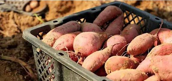 富硒的地瓜是什么样的(富硒地瓜好吃吗)-硒宝网
