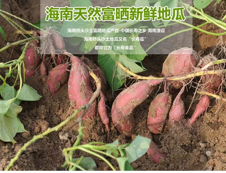 富硒的地瓜是什么样的(富硒地瓜好吃吗)-硒宝网