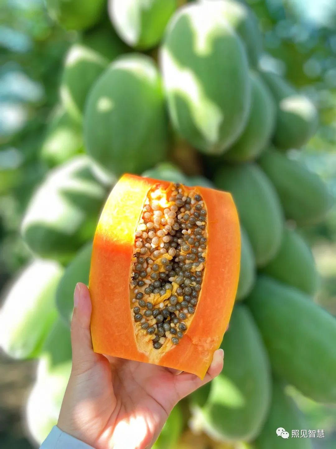 富硒的地瓜是什么样的(富硒地瓜真的含硒吗)-硒宝网