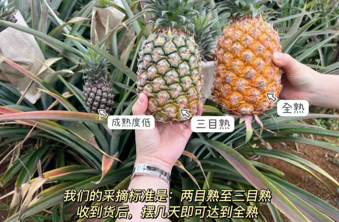 富硒的地瓜是什么样的(富硒地瓜真的含硒吗)-硒宝网