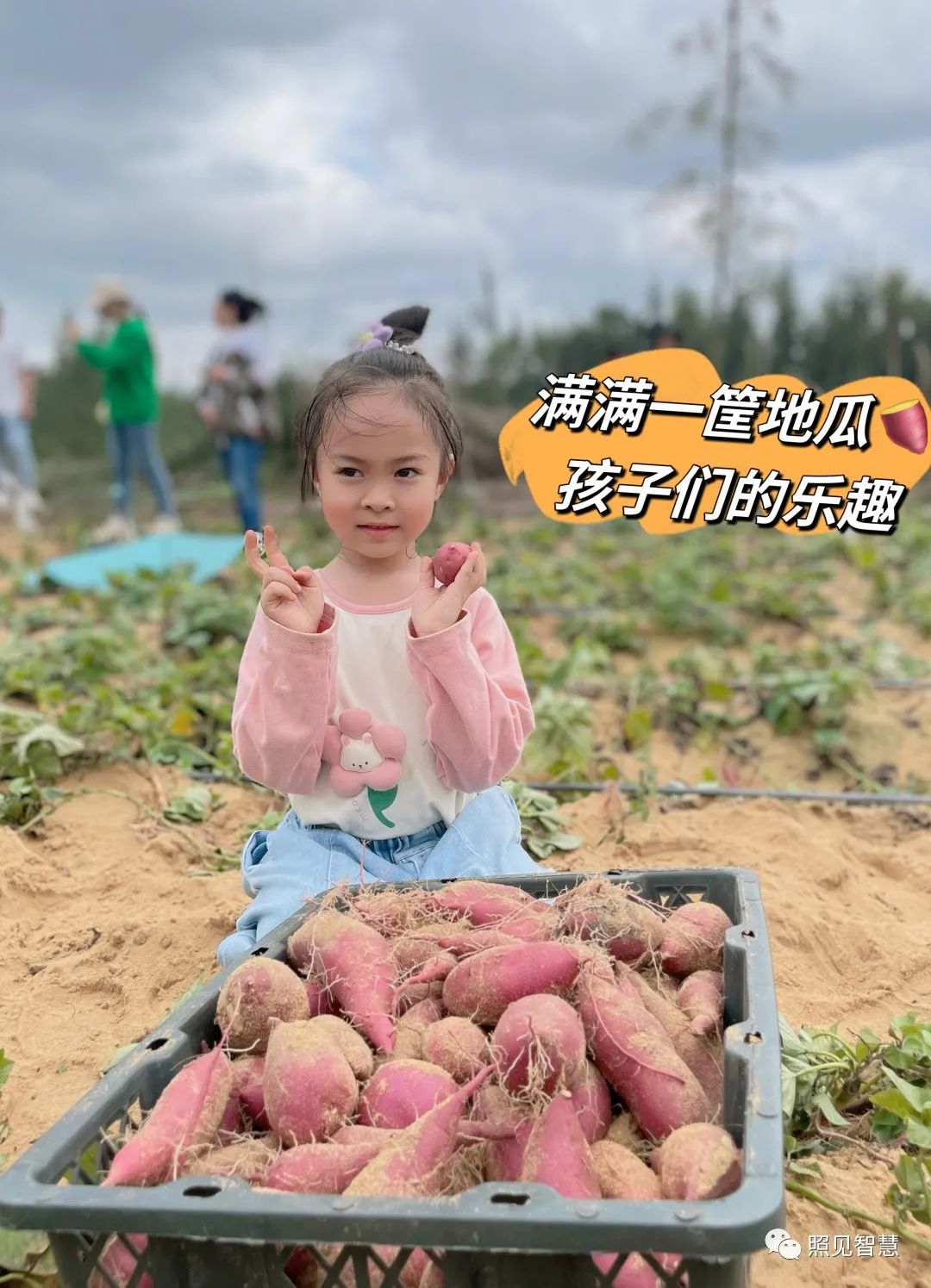 富硒的地瓜是什么样的(富硒地瓜真的含硒吗)-硒宝网