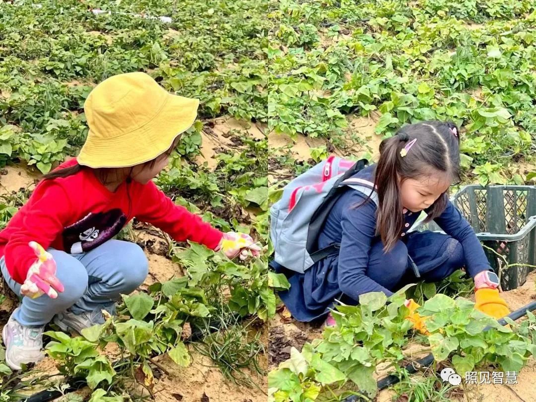 富硒的地瓜是什么样的(富硒地瓜真的含硒吗)-硒宝网