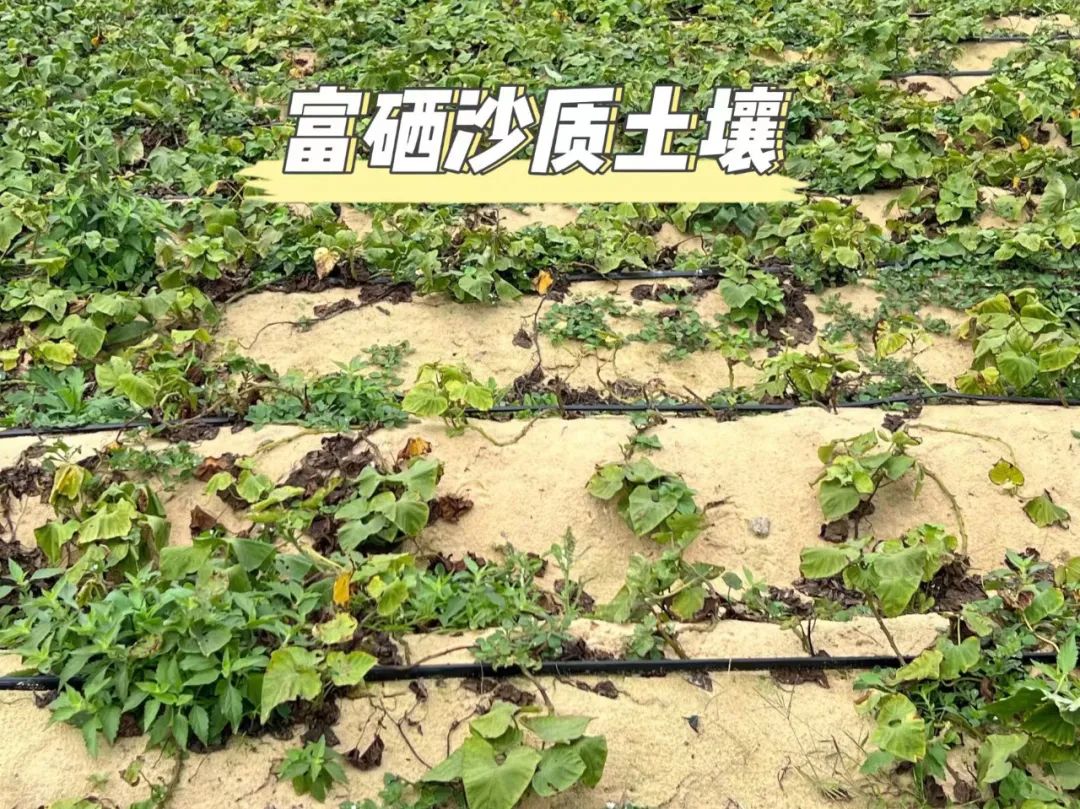 富硒的地瓜是什么样的(富硒地瓜真的含硒吗)-硒宝网