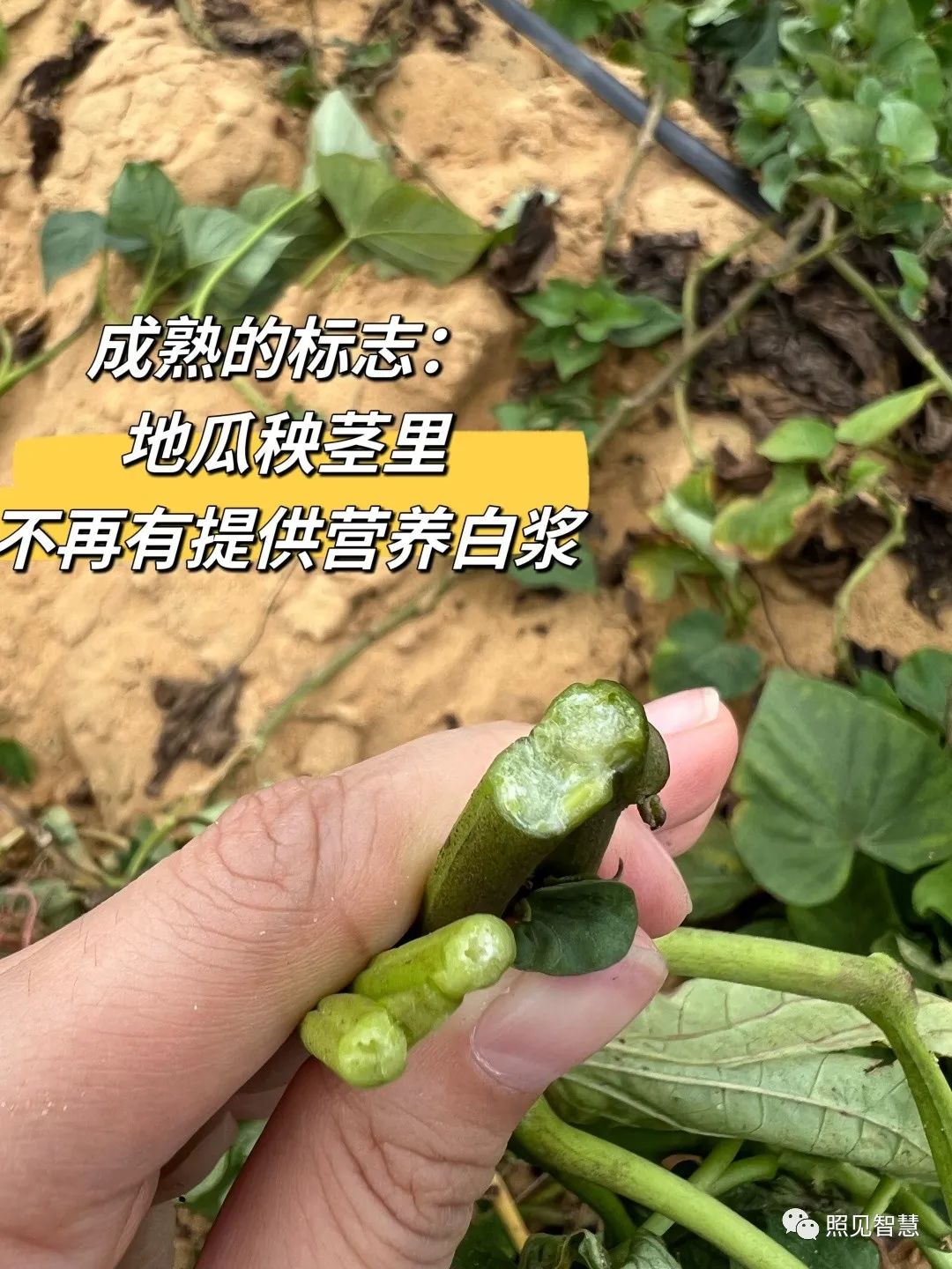 富硒的地瓜是什么样的(富硒地瓜真的含硒吗)-硒宝网