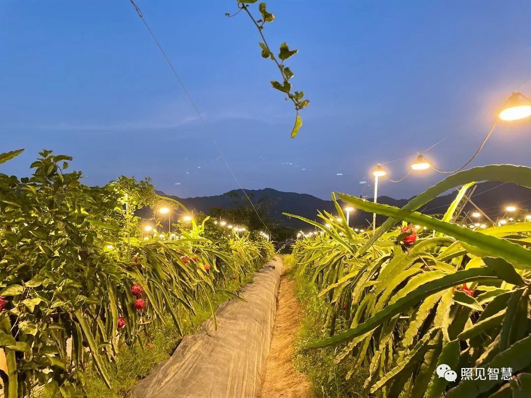 富硒的地瓜是什么样的(富硒地瓜真的含硒吗)-硒宝网