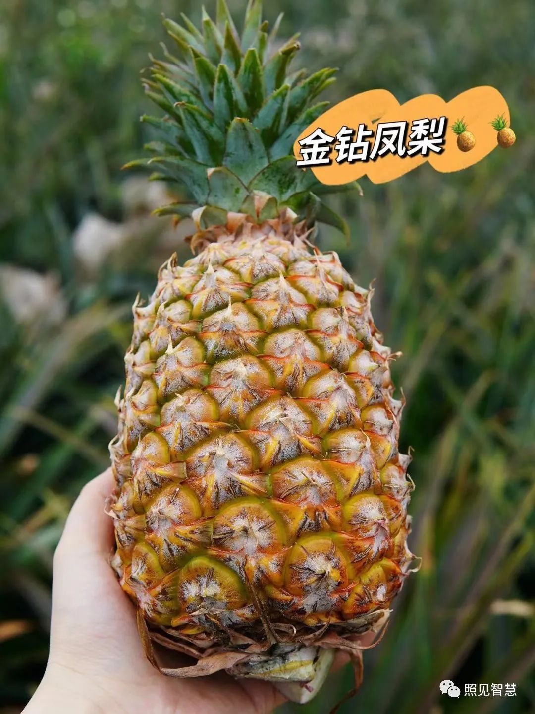 富硒的地瓜是什么样的(富硒地瓜真的含硒吗)-硒宝网