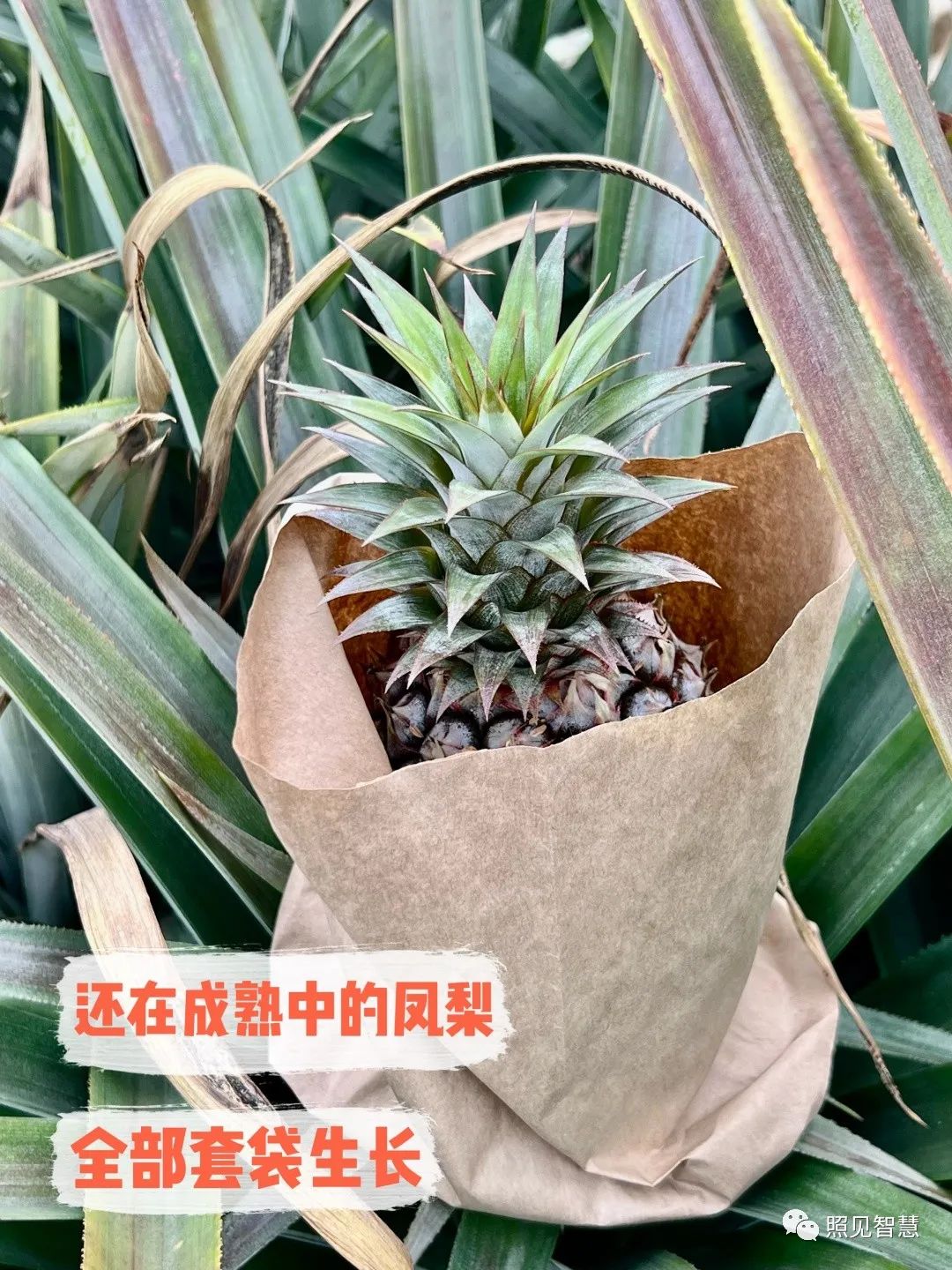 富硒的地瓜是什么样的(富硒地瓜真的含硒吗)-硒宝网