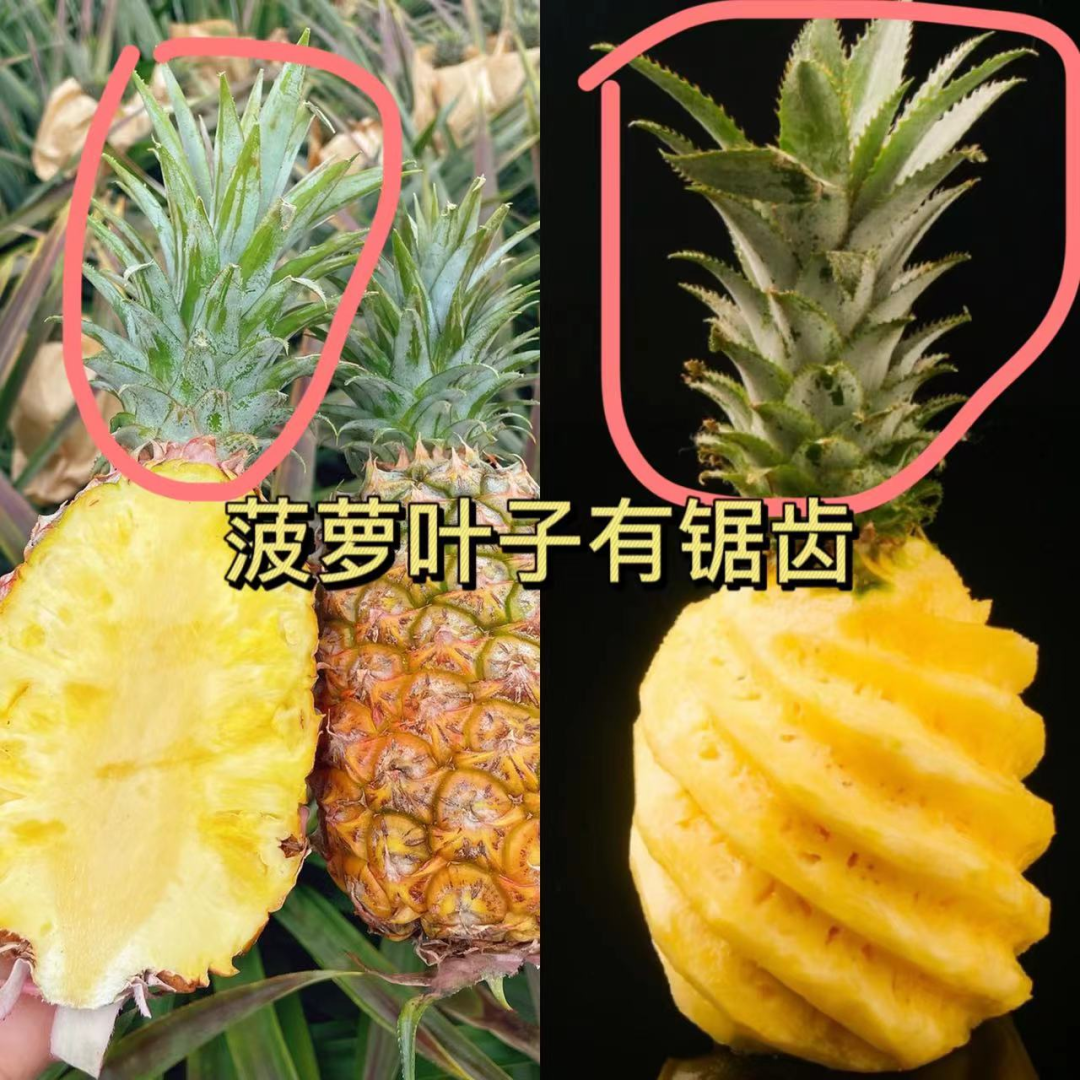 富硒的地瓜是什么样的(富硒地瓜真的含硒吗)-硒宝网