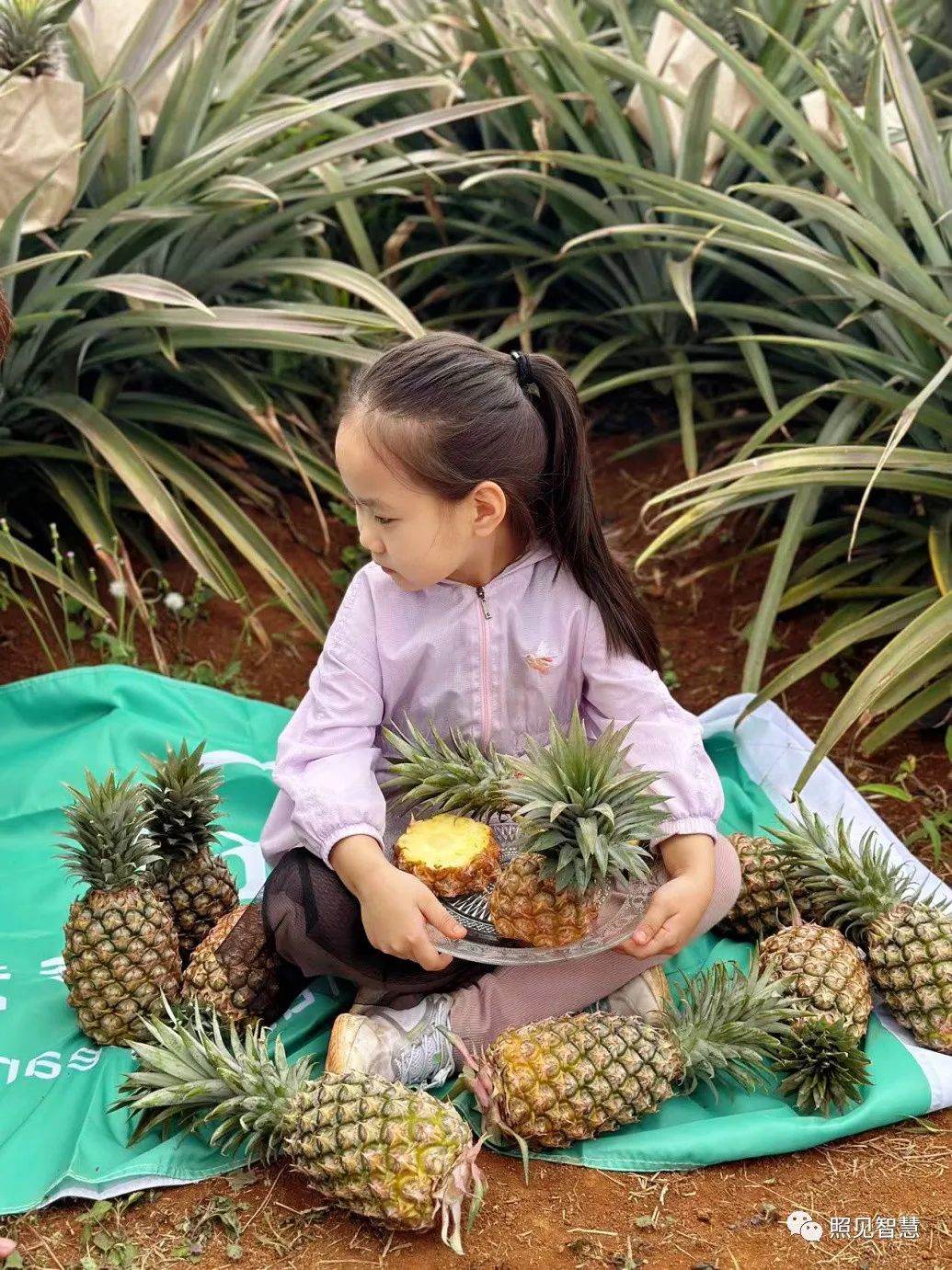富硒的地瓜是什么样的(富硒地瓜真的含硒吗)-硒宝网