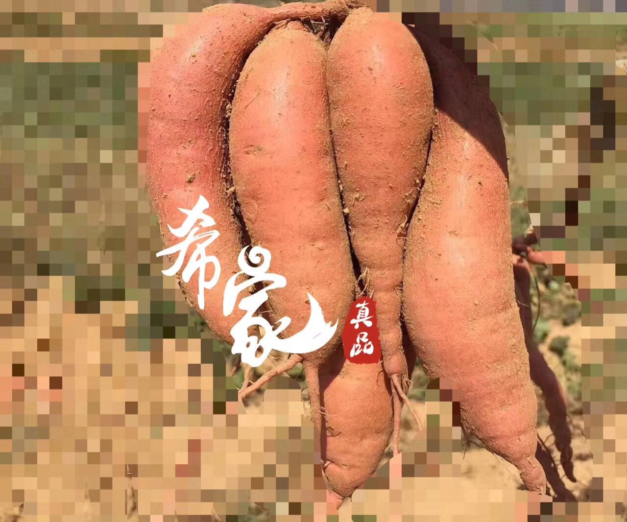 富硒的地瓜是什么样的(富硒地瓜与普通地瓜的区别)-硒宝网